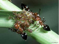 Acrobat Ant