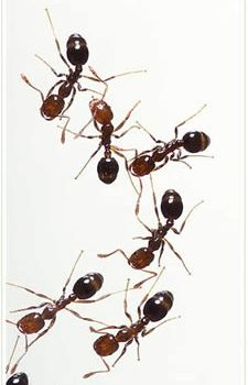 Fire Ant Facts