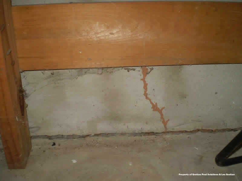 termite tubing on garage wall