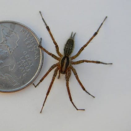 American Grass Spider