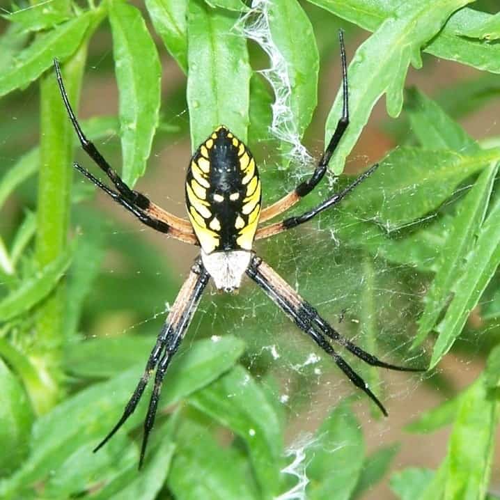 Black and Yellow Garden Spider
