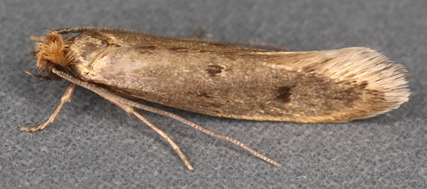 Casemaking Clothes moth