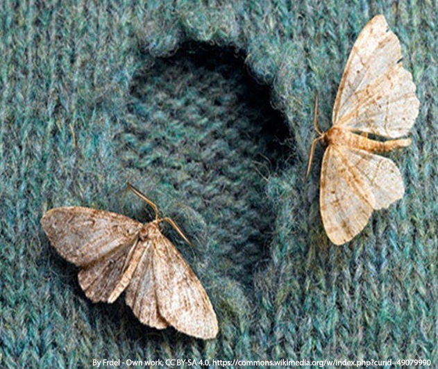 Clothes moth