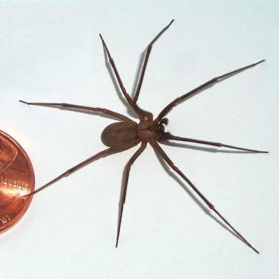 Brown Recluse Spider