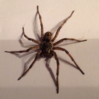 Wolf Spider