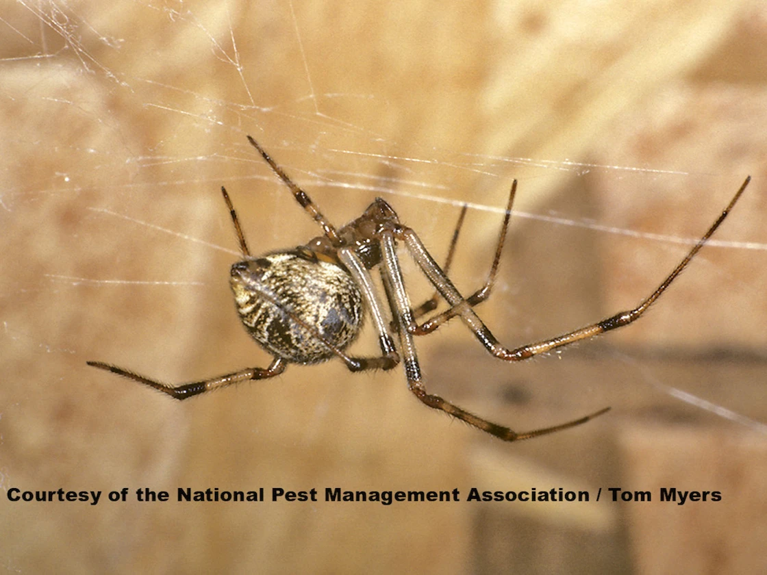 House Spider
