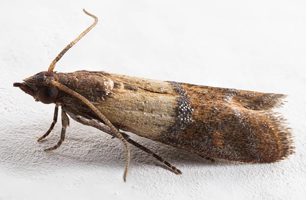 Indian Meal Moths
