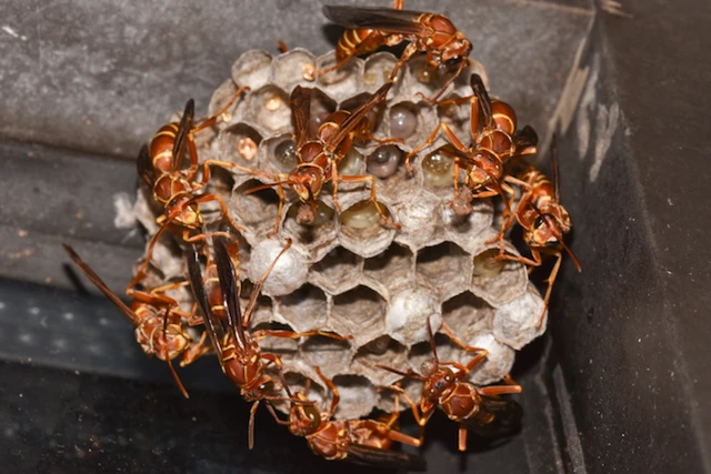 Paper Wasps