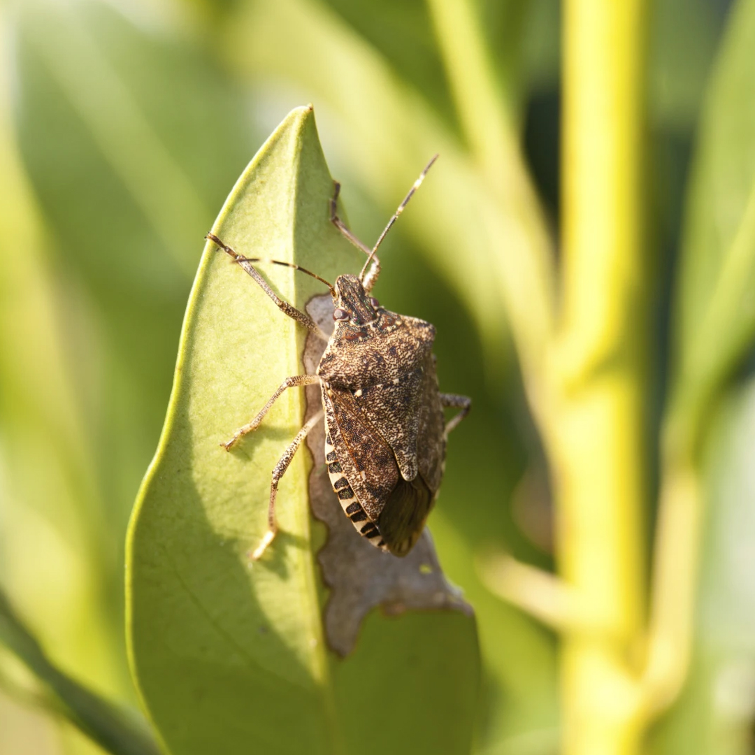 Stink Bugs