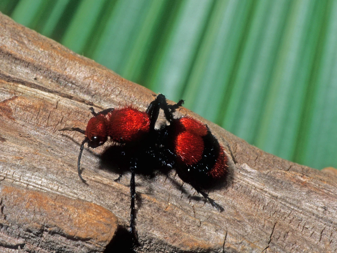 Velvet Ants